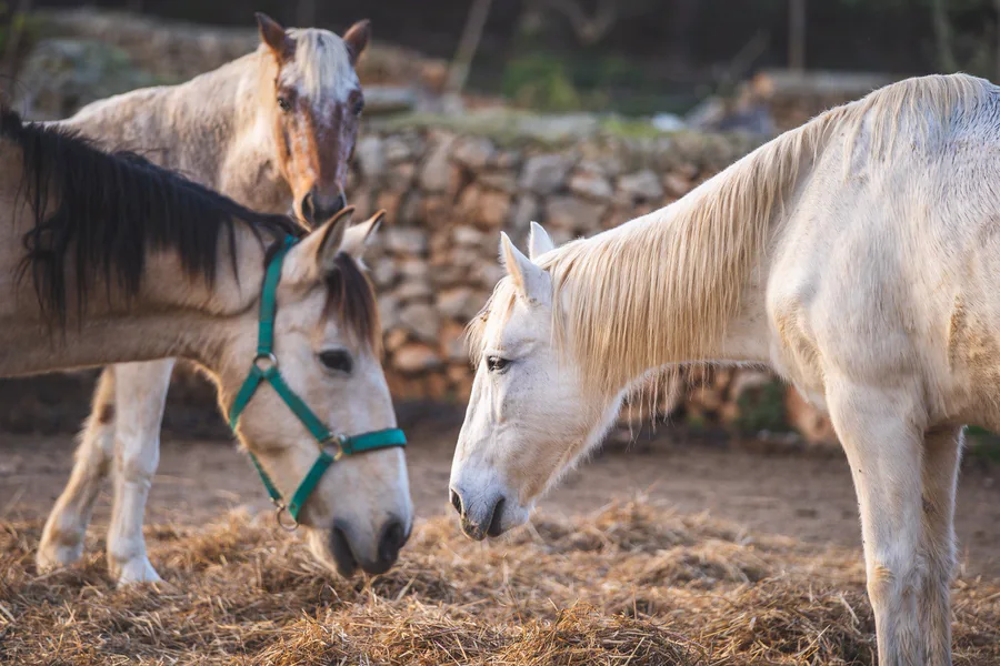Dos caballos de la finca junto a un muro de piedra